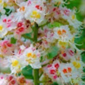 Meet your Posher, Pham